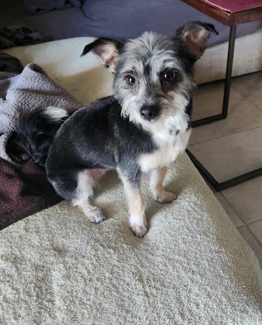 Enlarge Miley, a Adoptable mixed breed in Henderson, NV image 1/1