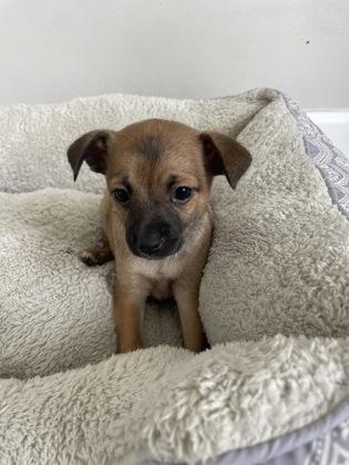 Creme Brulee, Adoptable, Puppy Female Shepherd & Mixed Breed.