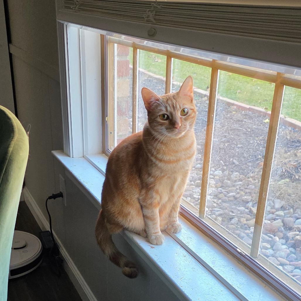 Ancho, Adoptable, Young Female Domestic Short Hair.