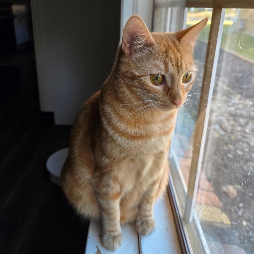 Enlarge Ancho, a Adoptable Domestic Short Hair in Fort Worth, TX image 2/5