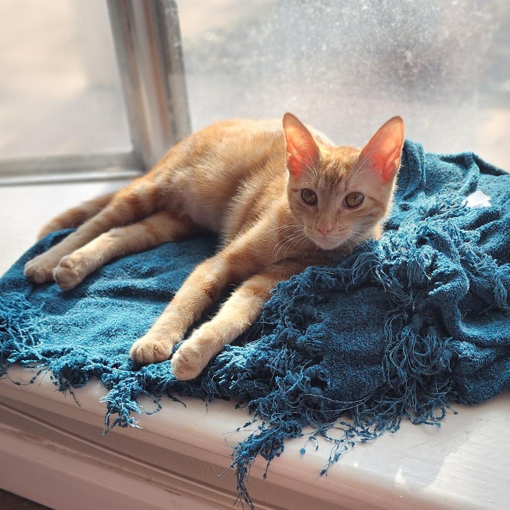 Enlarge Ancho, a Adoptable Domestic Short Hair in Fort Worth, TX image 3/5