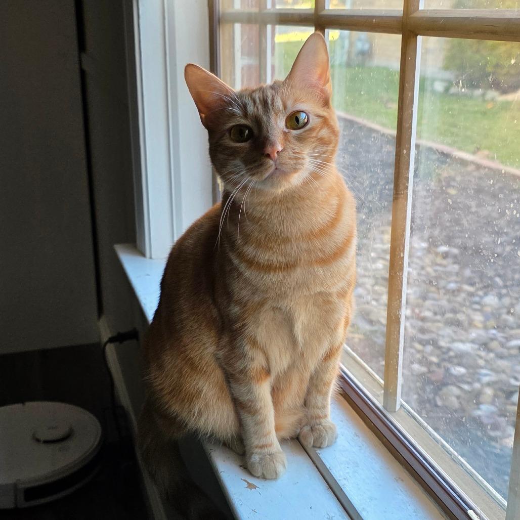 Enlarge Ancho, a Adoptable Domestic Short Hair in Fort Worth, TX image 5/5