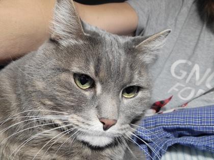 Lovely (In a Foster Home), Senior Female Domestic Short Hair