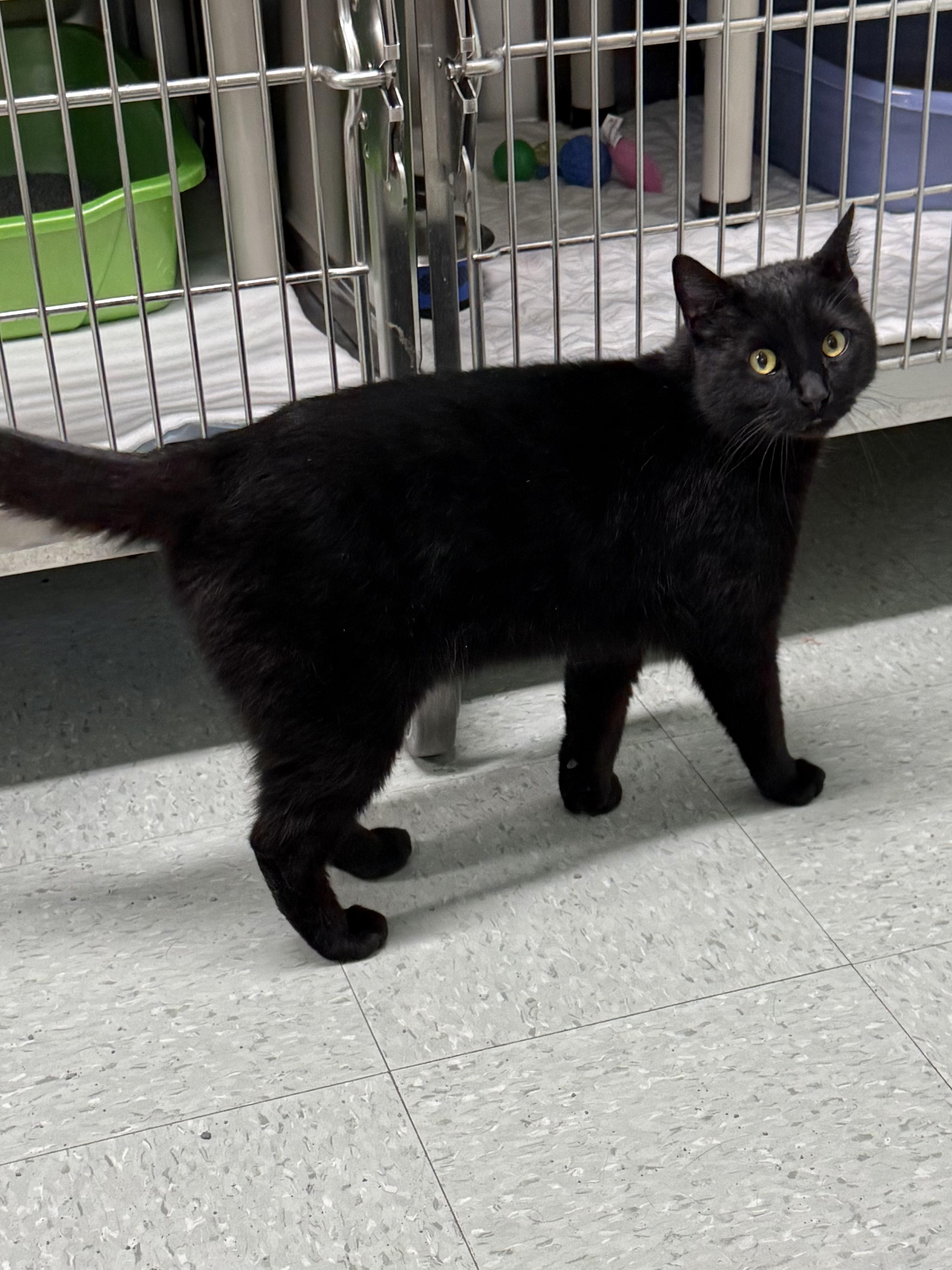Soot, ADOPTABLE, Adult Male Domestic Short Hair.