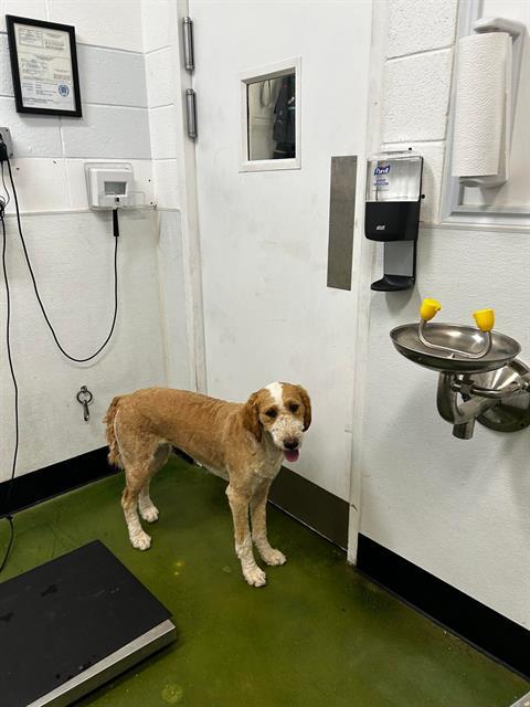 Enlarge GYPSY, a Adoptable mixed breed in Fruit Heights, UT image 1/1