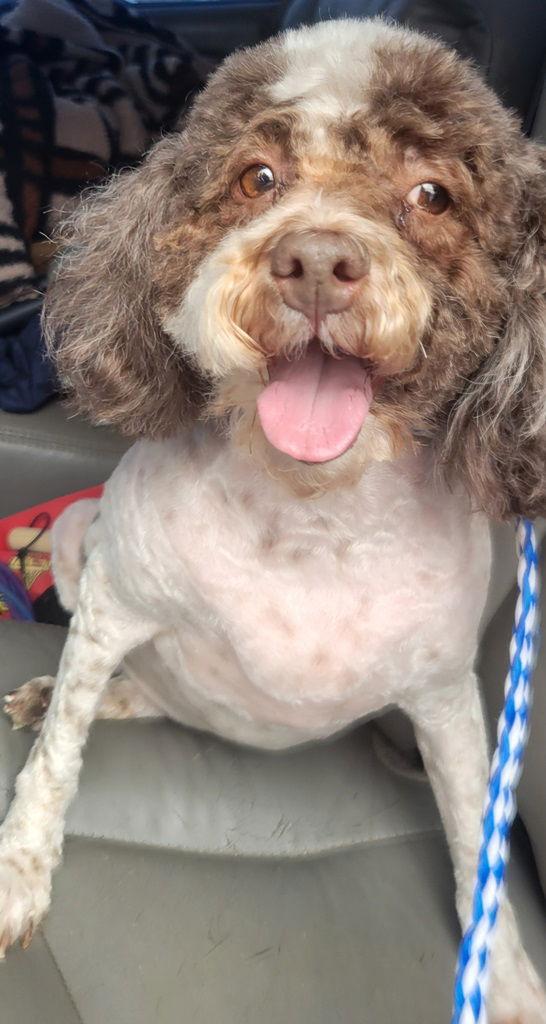 Enlarge Sasha, a Adoptable Poodle in San Antonio, TX image 1/3