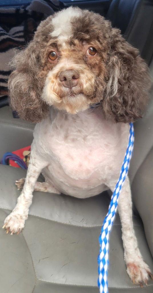 Enlarge Sasha, a Adoptable Poodle in San Antonio, TX image 2/3