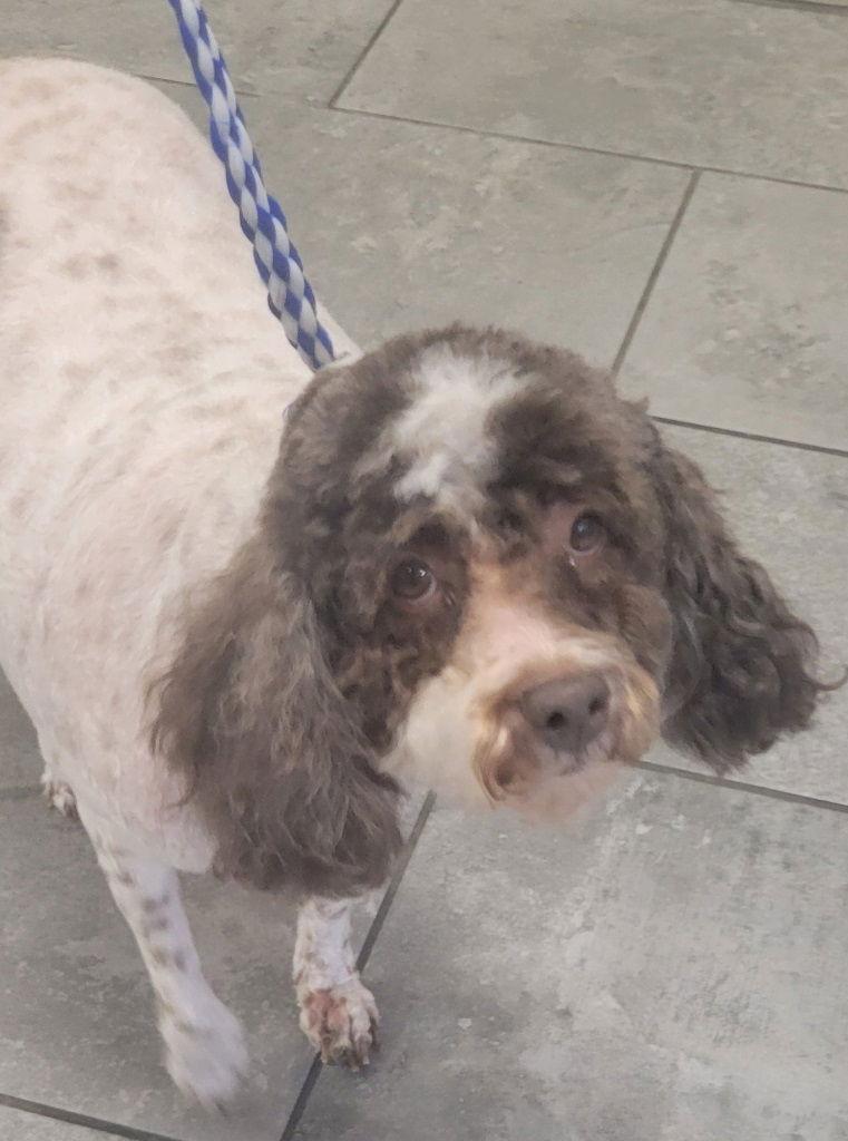 Enlarge Sasha, a Adoptable Poodle in San Antonio, TX image 3/3