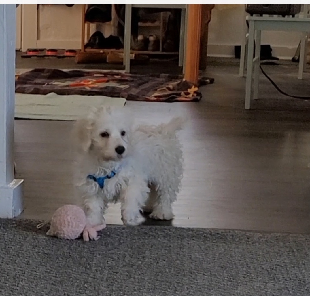 Bruno   ADOPTED 4