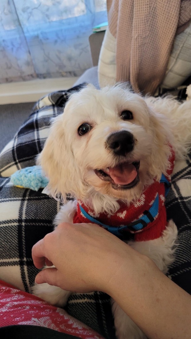 Bruno   ADOPTED 3