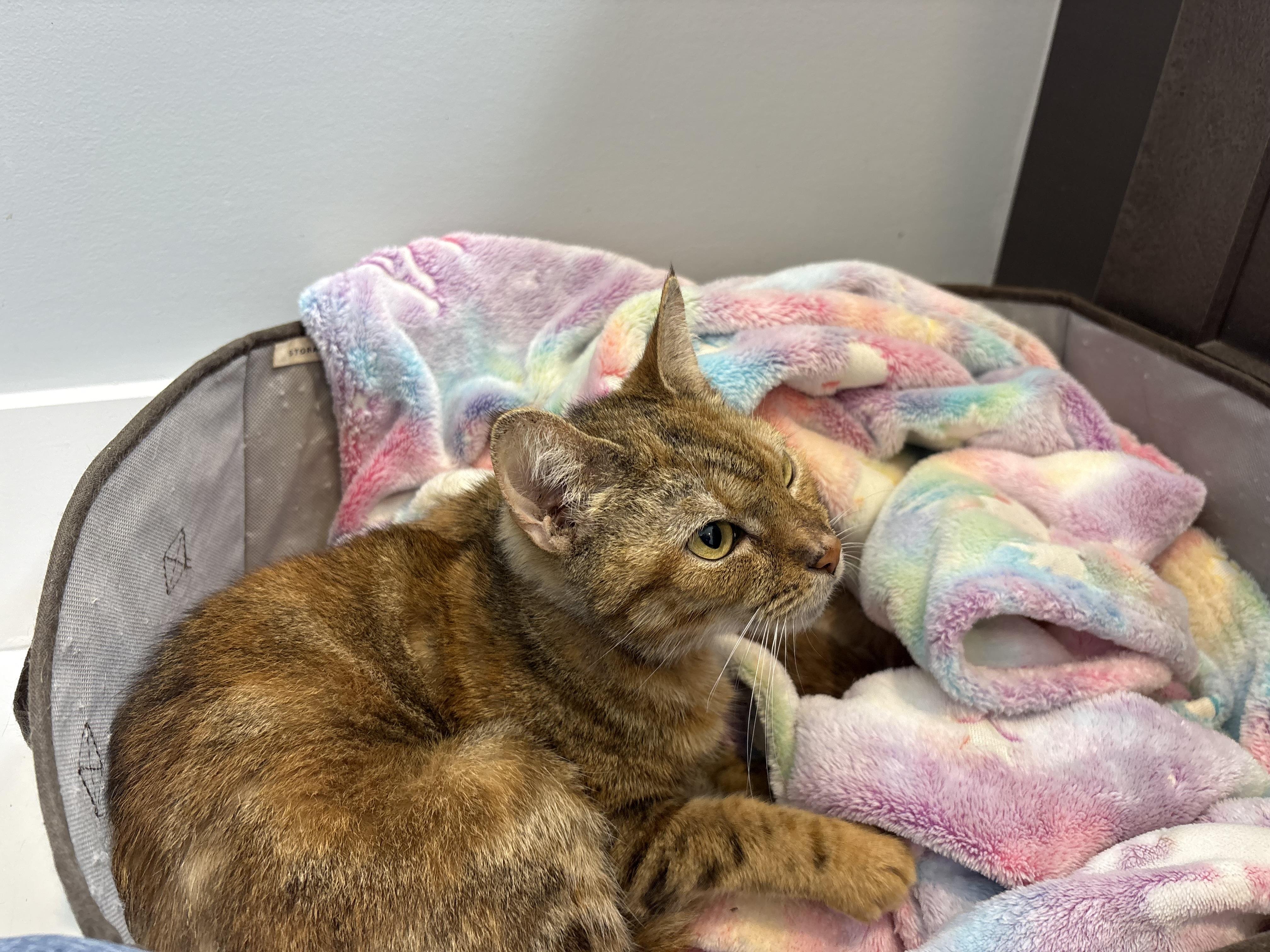 Enlarge Rosiland Franklin, a Adoptable Domestic Short Hair in Davidson, NC image 4/6