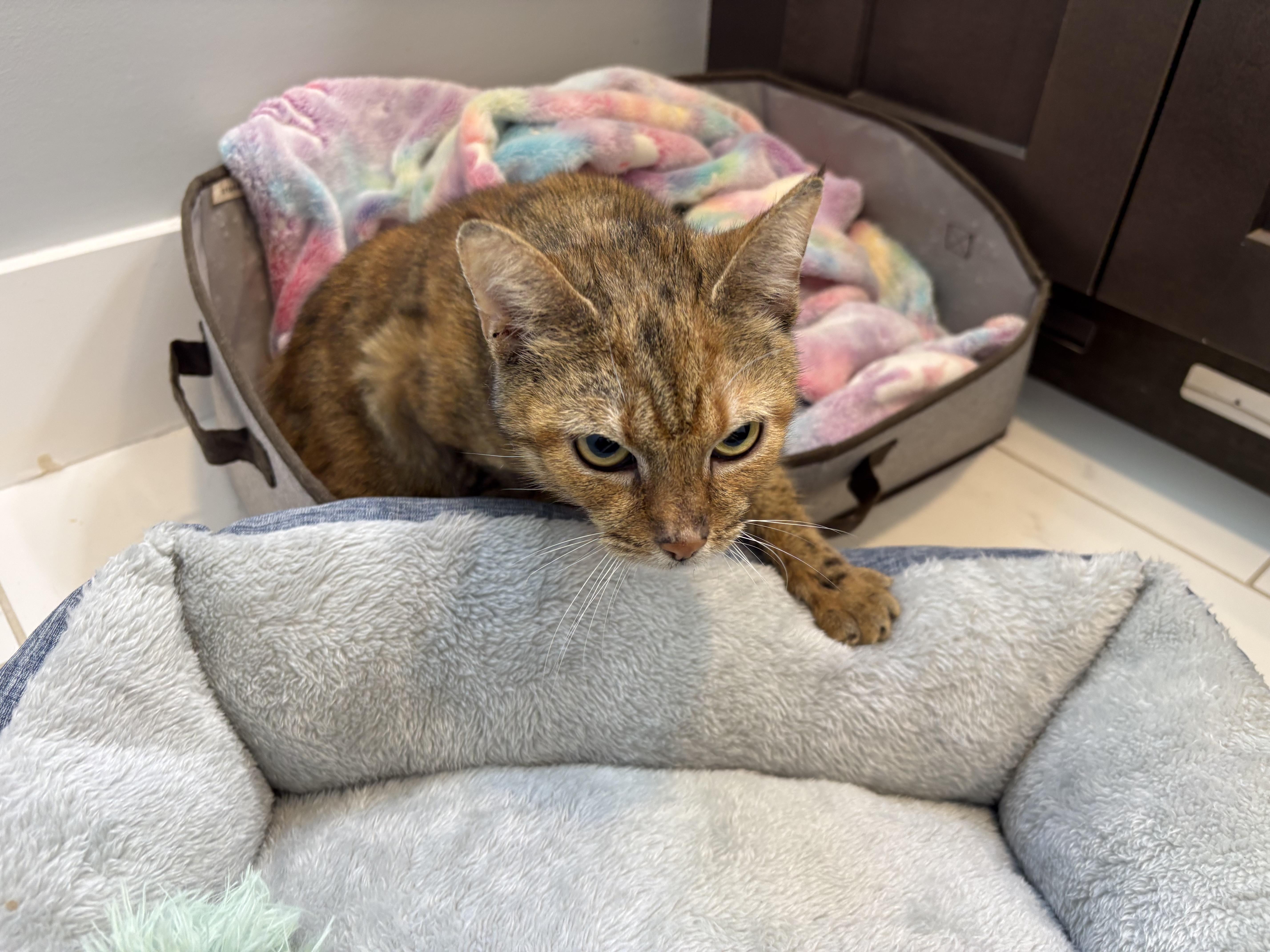 Enlarge Rosiland Franklin, a Adoptable Domestic Short Hair in Davidson, NC image 5/6