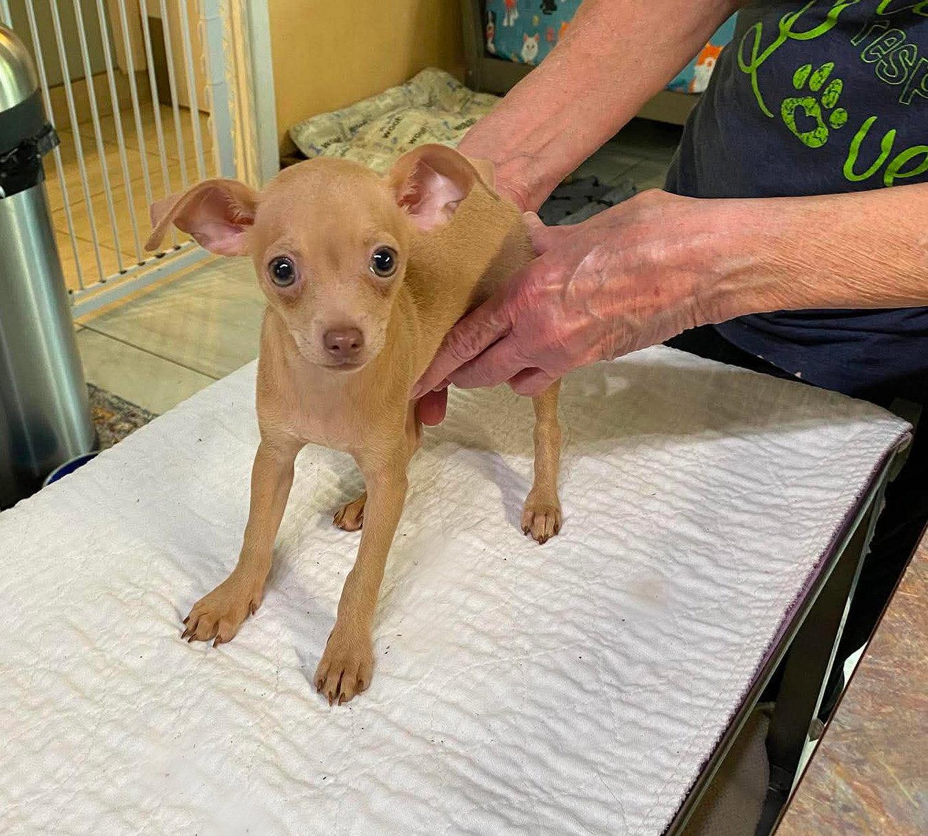 Linen (NOT YET AVAILABLE), Adoptable, Puppy Female Chihuahua.