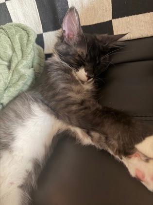 Ted Baker, Adoptable, Kitten Male Domestic Short Hair & Domestic Short Hair.