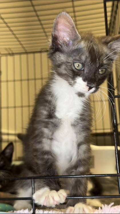 Ted Baker, Adoptable, Kitten Male Domestic Short Hair & Domestic Short Hair.