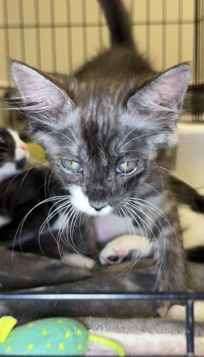 Enlarge Ted Baker, a Adoptable mixed breed in Lawrenceville, GA image 2/3