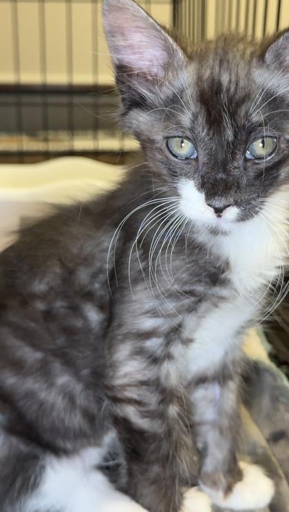 Enlarge Ted Baker, a Adoptable mixed breed in Lawrenceville, GA image 3/3