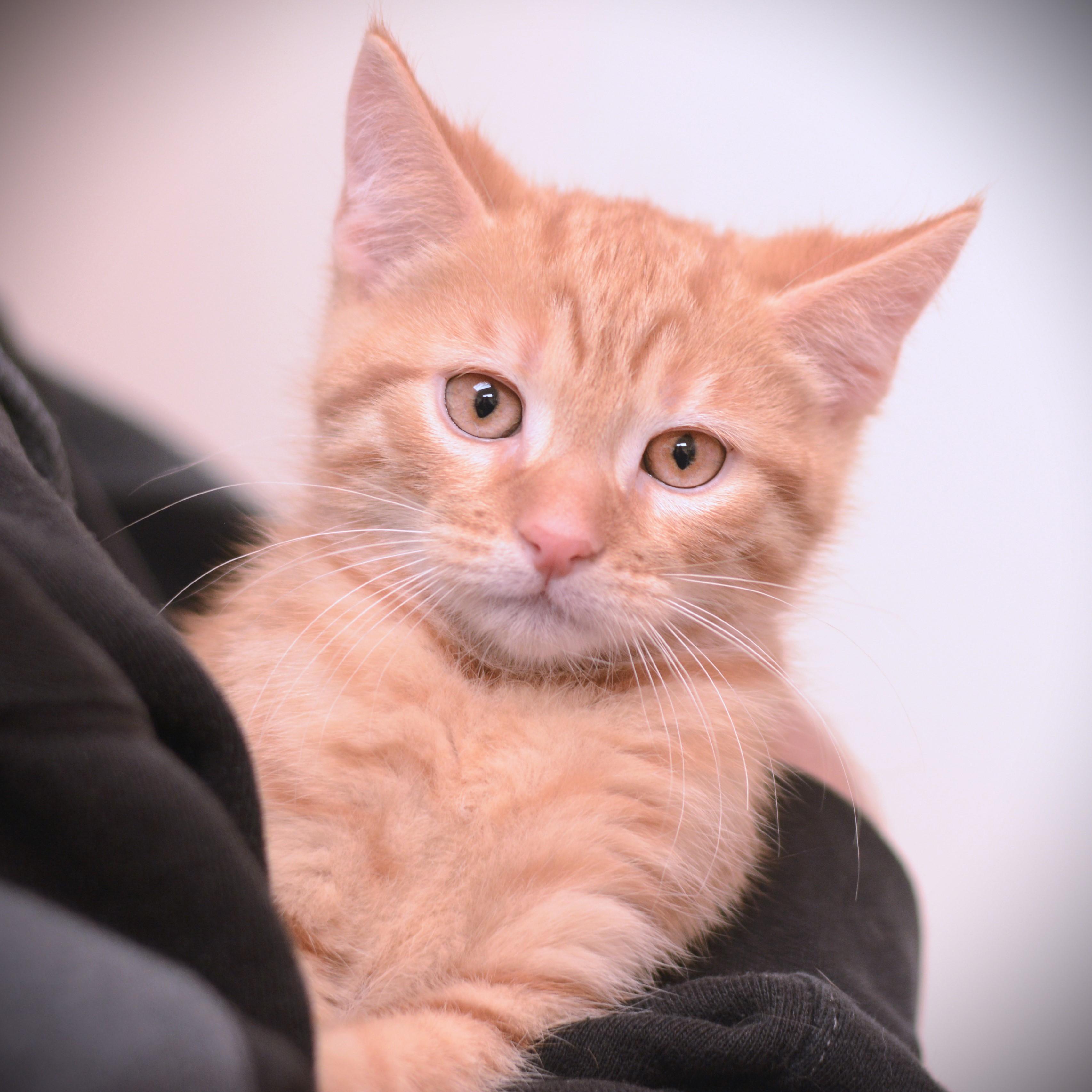 Enlarge Avocado, an adoptable Domestic Short Hair in Amsterdam, NY image 1/1