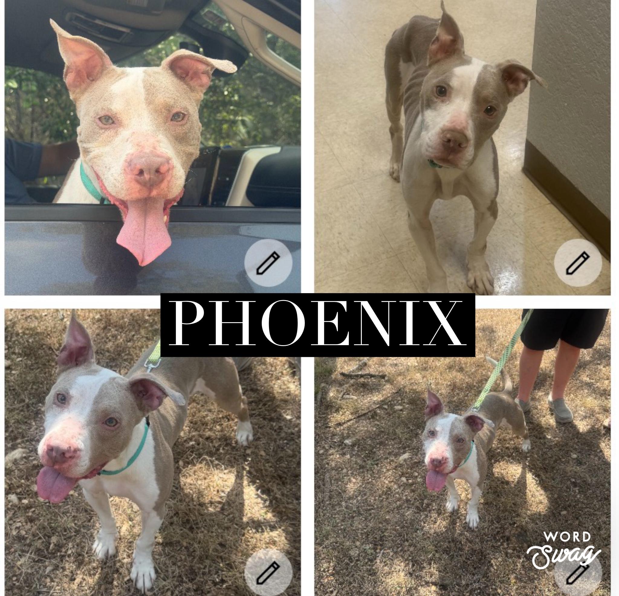 Enlarge Phoenix, a Adopted mixed breed in canyon lake, TX image 2/3