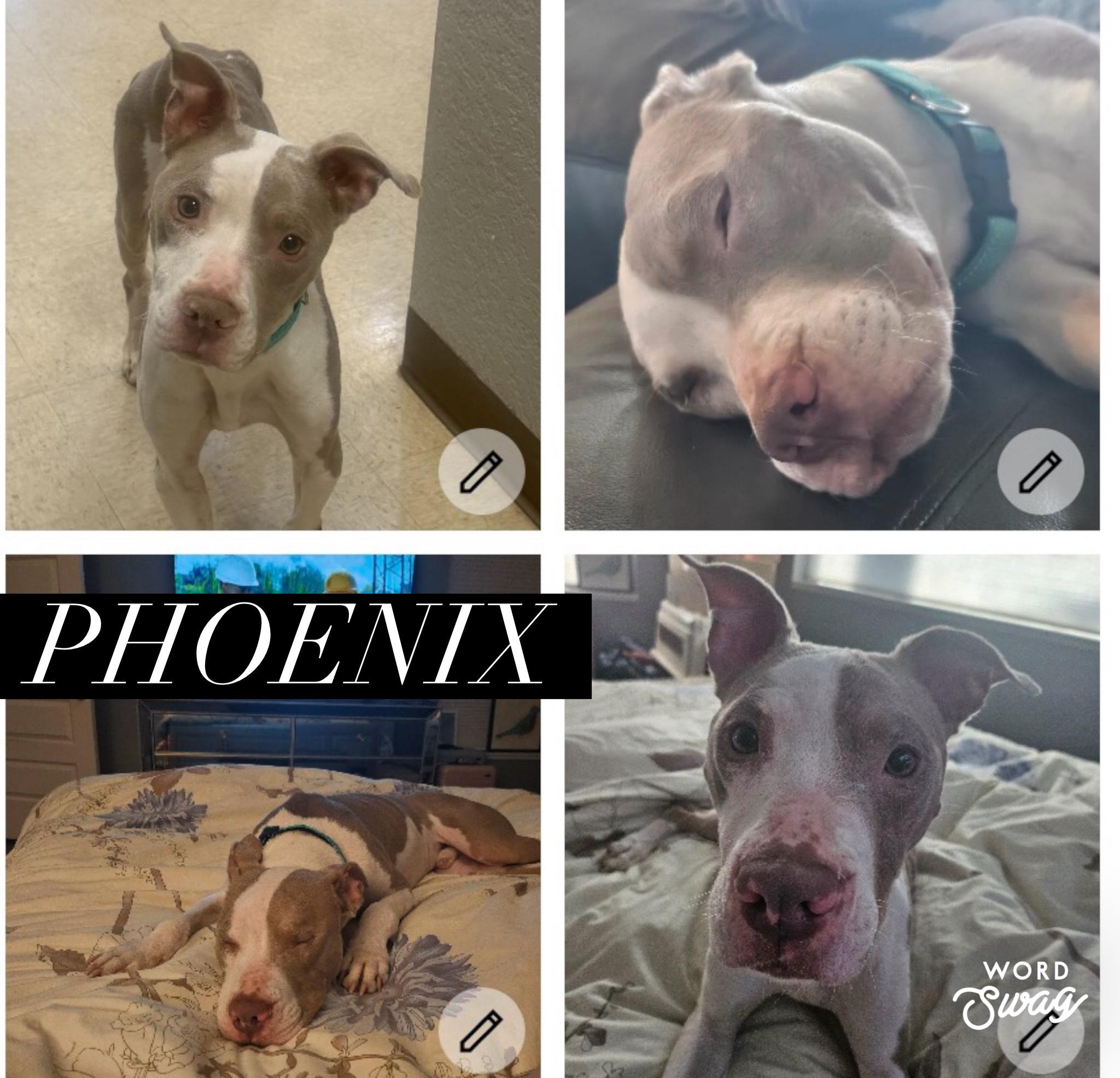Phoenix, Adopted, Adult Male Pit Bull Terrier & Labrador Retriever.
