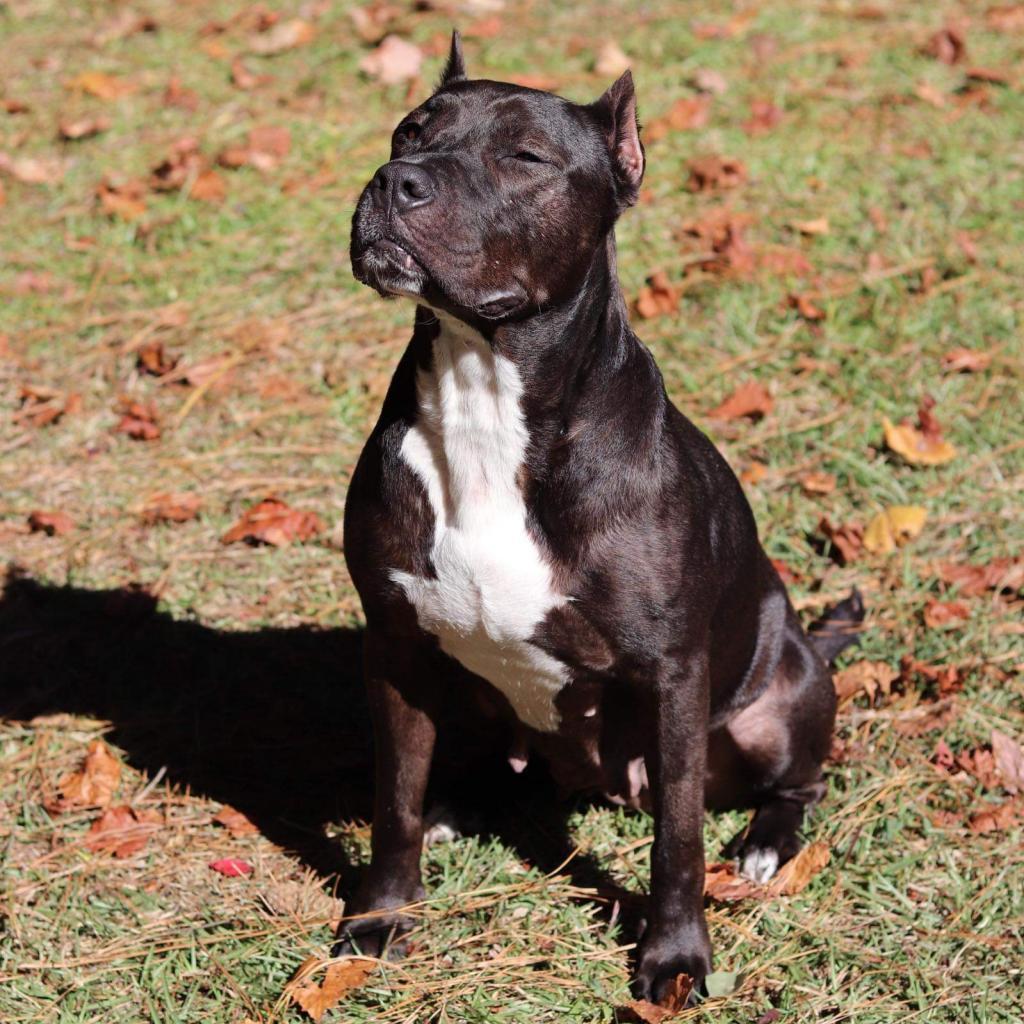 Daedra — thumbnail 2