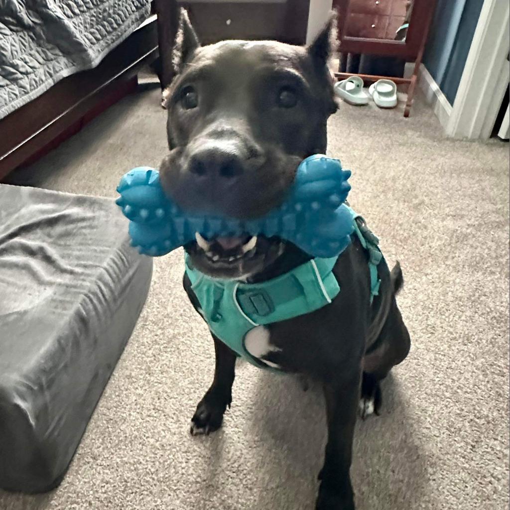 Daedra — thumbnail 4