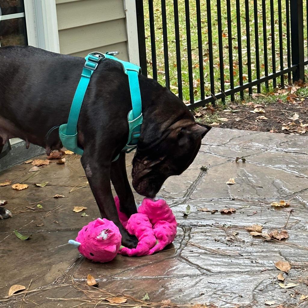 Daedra — thumbnail 5