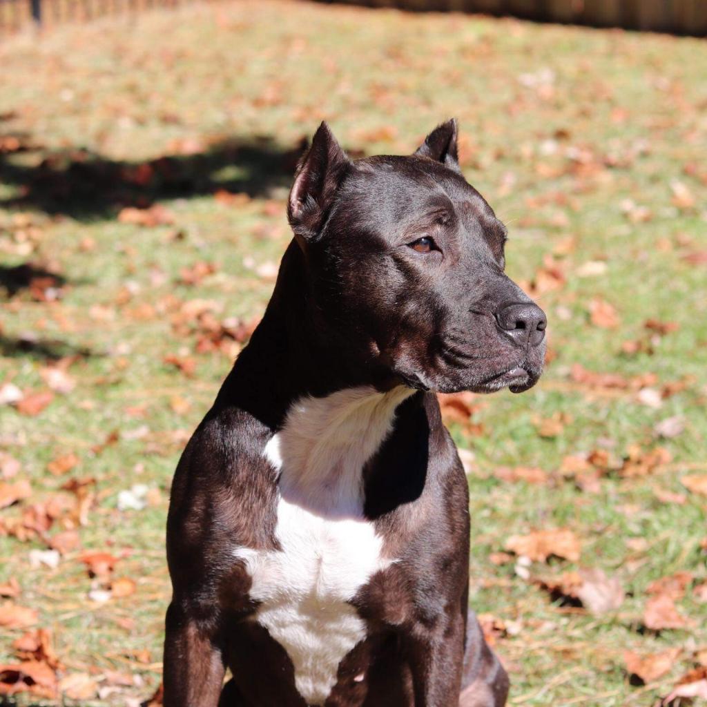 Daedra — thumbnail 6