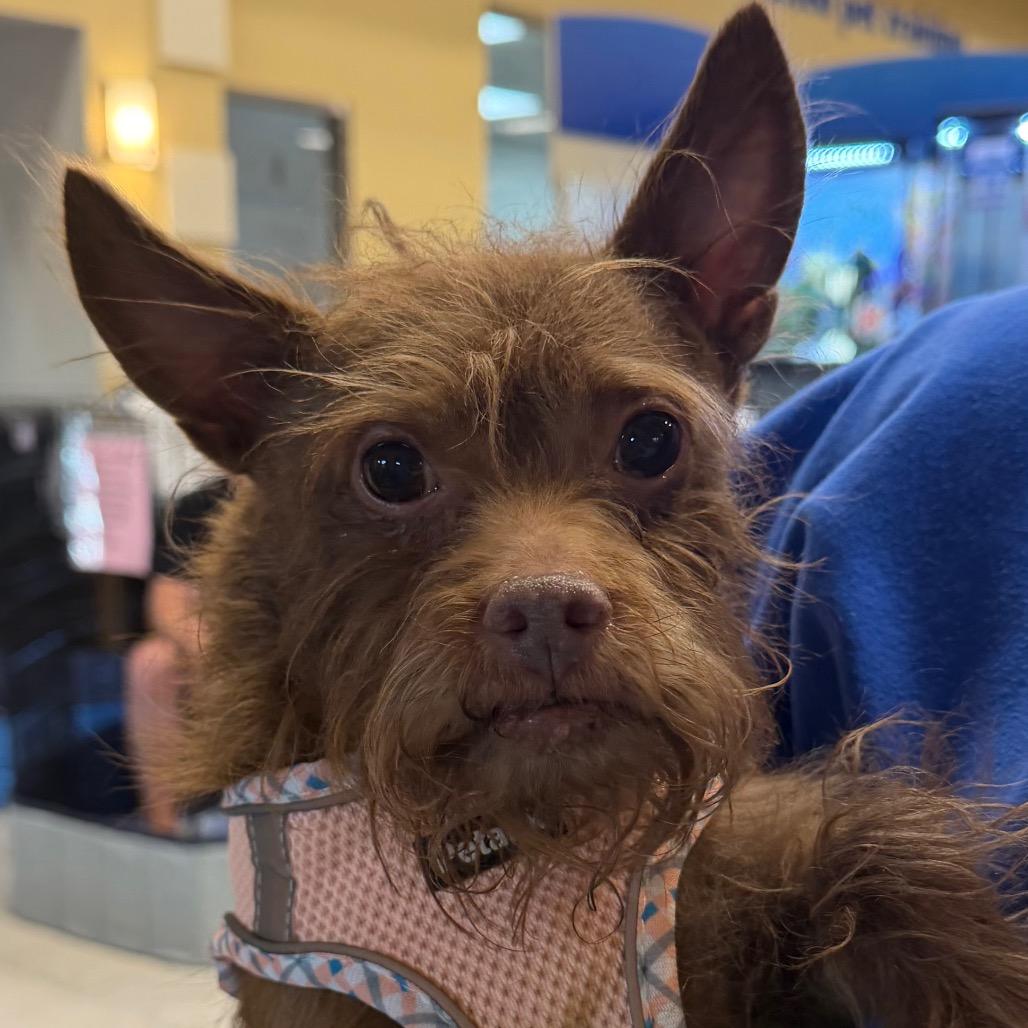 Choco Taco, Adoptable, Senior Male Poodle & Chihuahua.