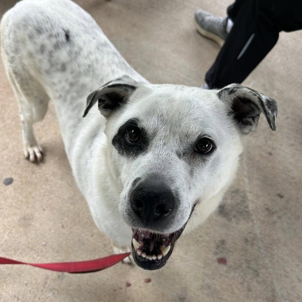 Mr. B, Adoptable, Senior Male Australian Shepherd & Mixed Breed.