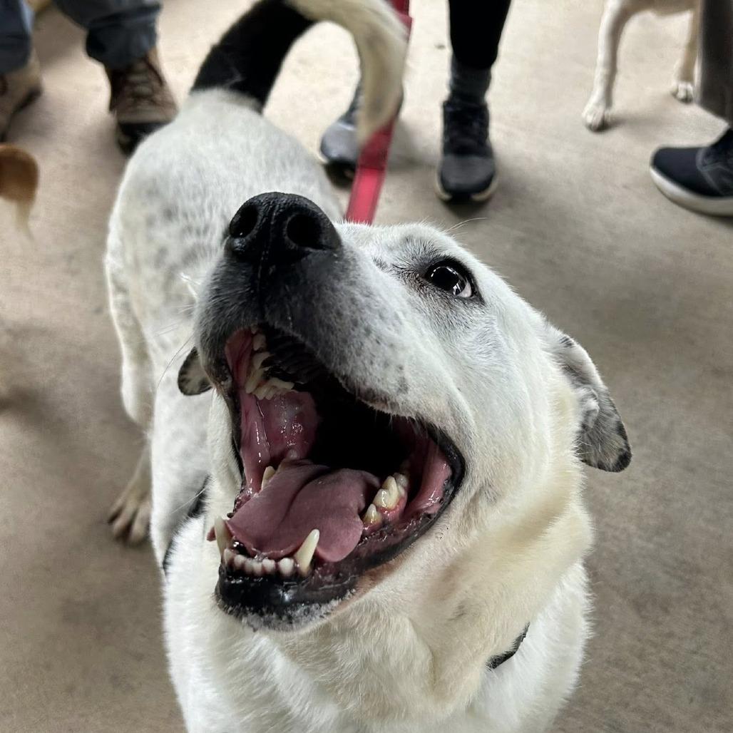 Enlarge Mr. B, a Adoptable mixed breed in Shelby, NC image 2/3