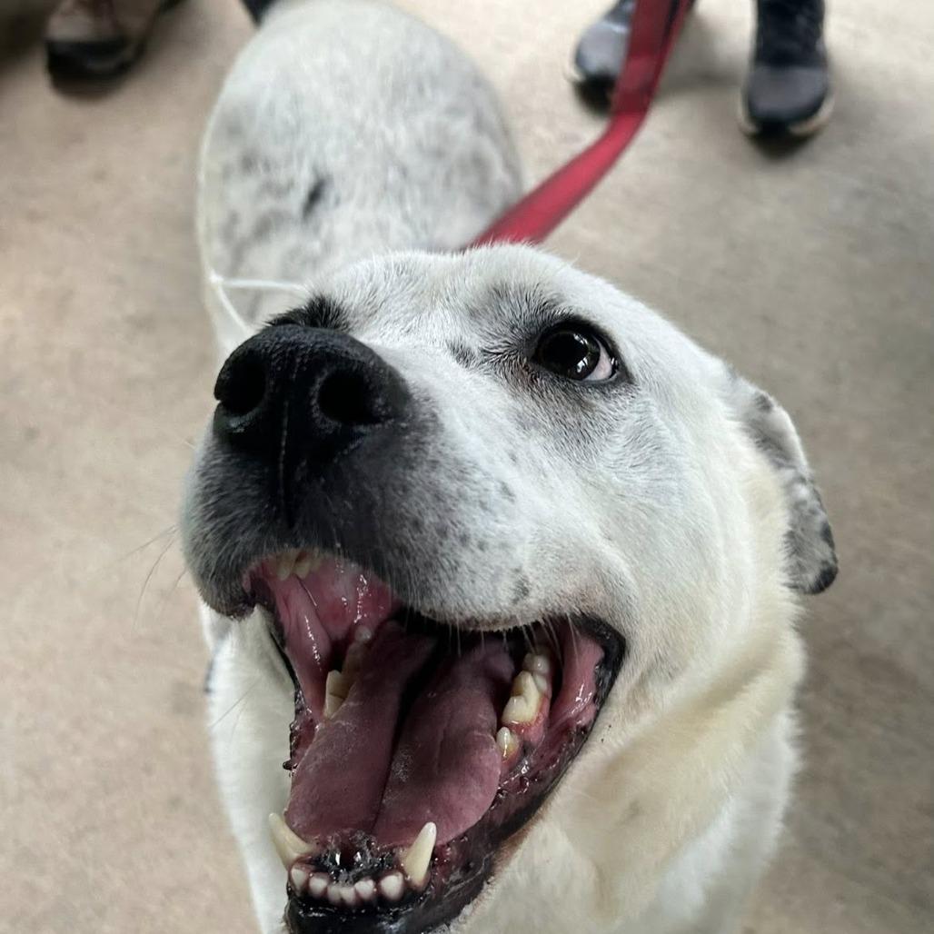 Enlarge Mr. B, a Adoptable mixed breed in Shelby, NC image 3/3