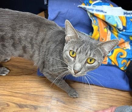 Bruno, adopted, Adult Male Domestic Short Hair.