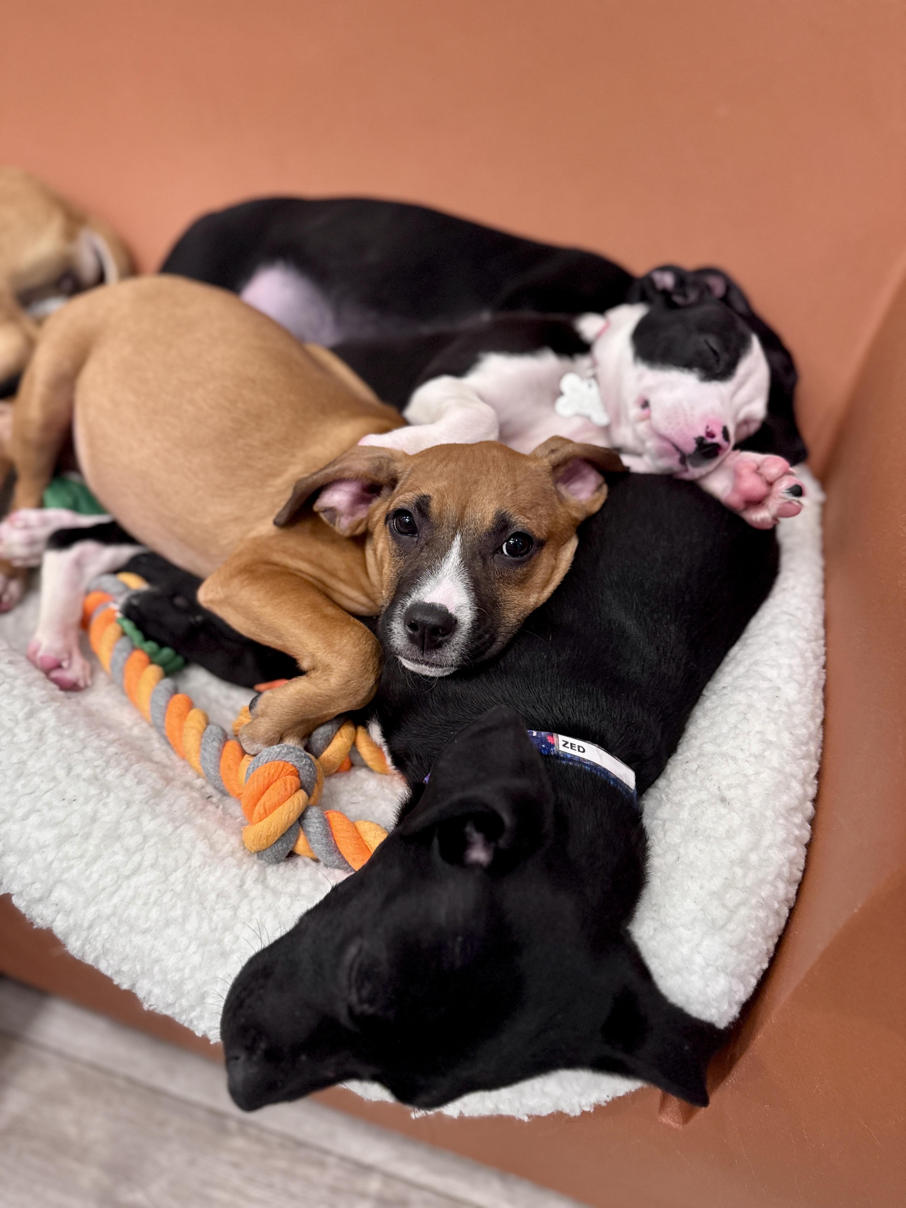 Enlarge Sabrina, an adoptable mixed breed in Palatine, IL image 5/6