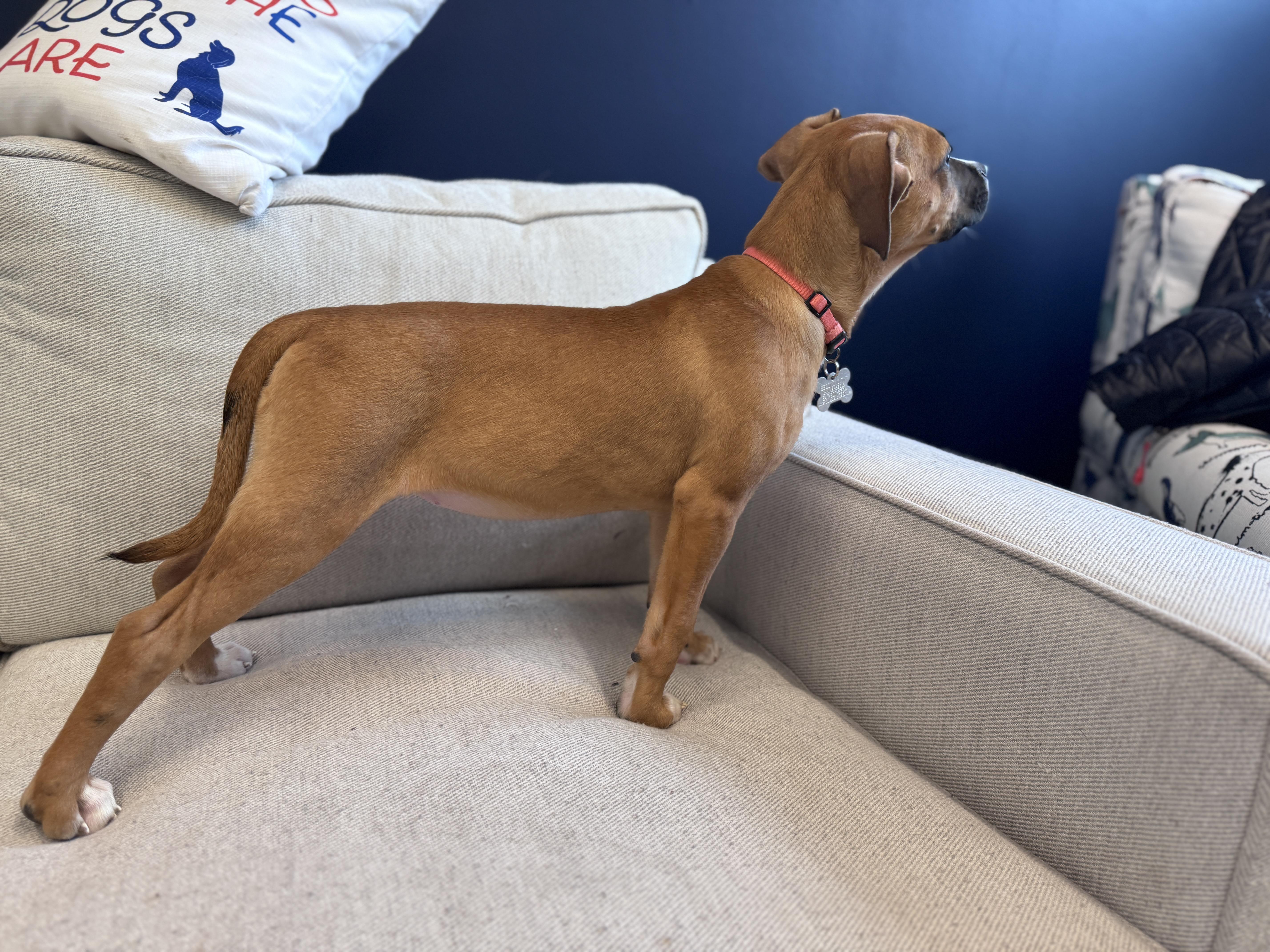 Enlarge Sabrina, an adoptable mixed breed in Palatine, IL image 3/6