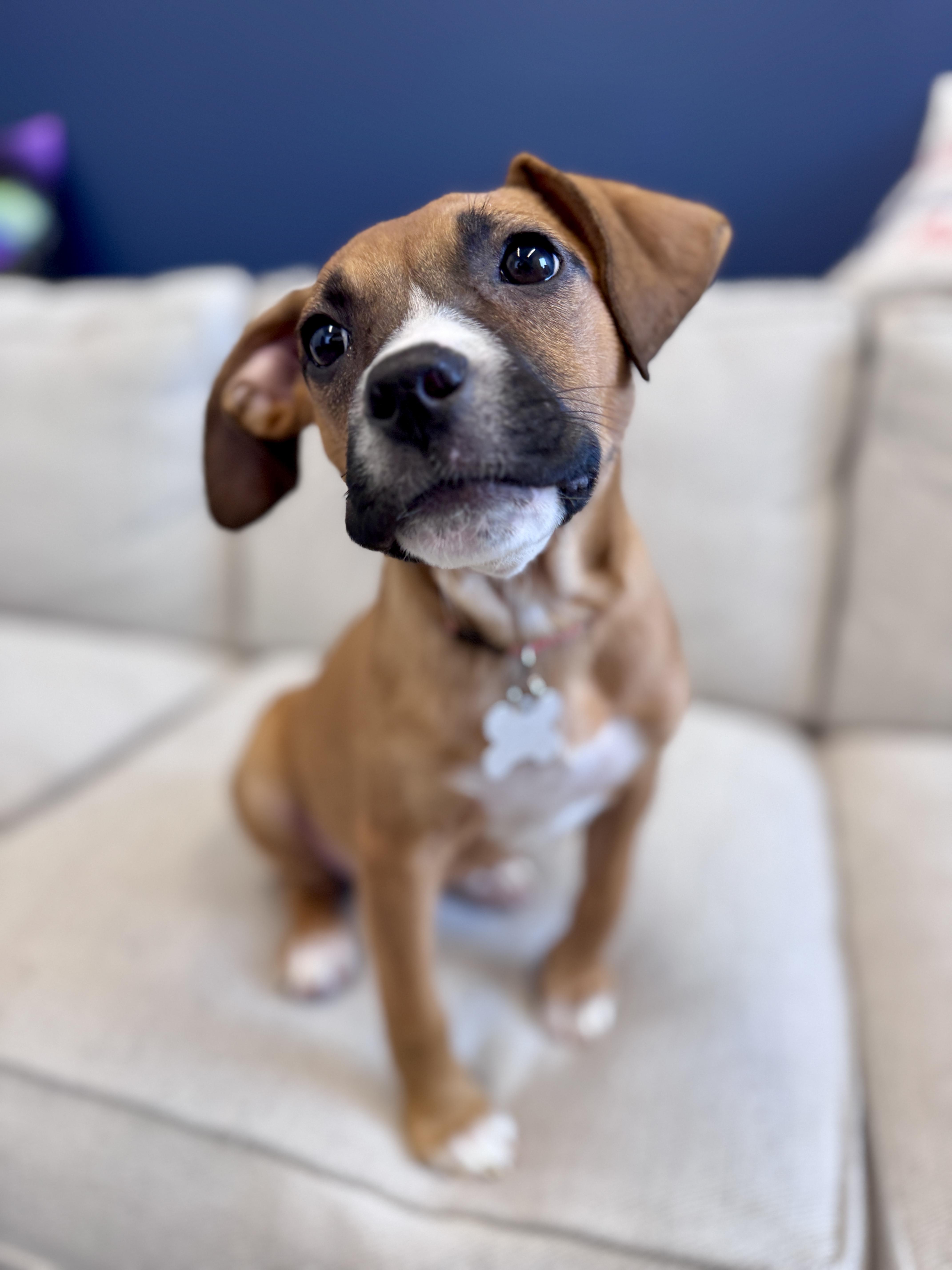 Enlarge Sabrina, an adoptable mixed breed in Palatine, IL image 2/6