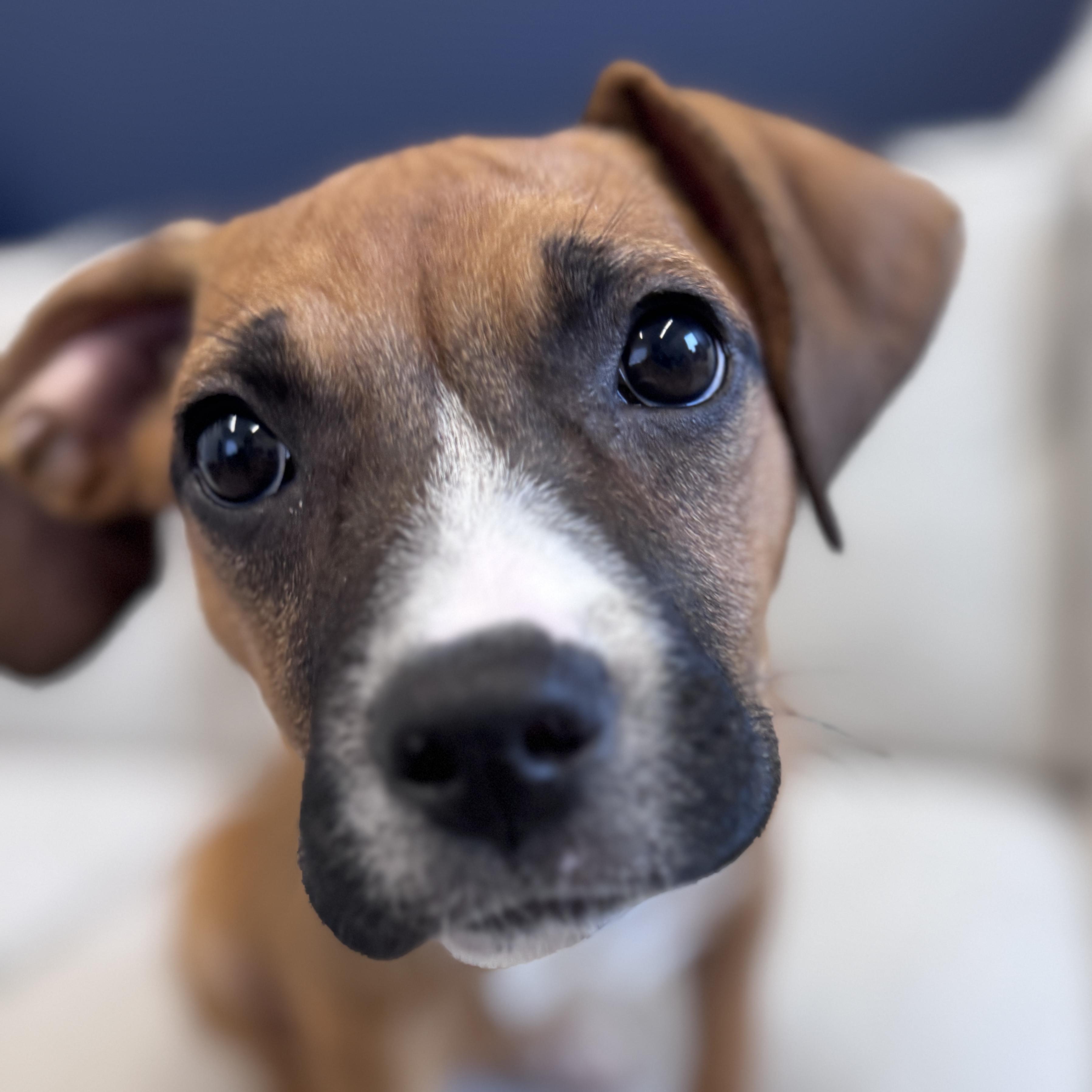 Enlarge Sabrina, an adoptable mixed breed in Palatine, IL image 1/6