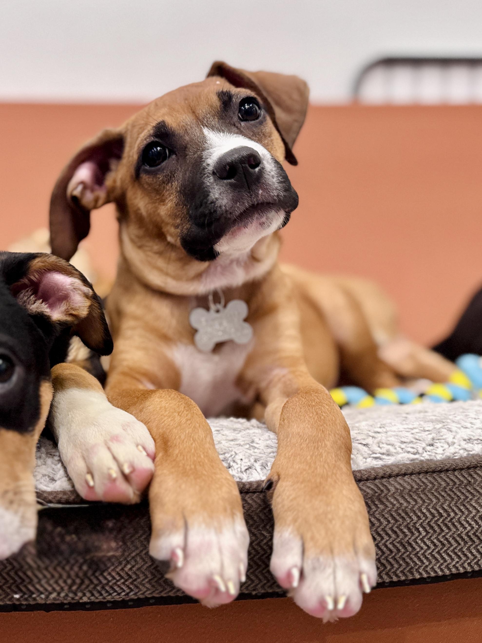 Enlarge Sabrina, an adoptable mixed breed in Palatine, IL image 4/6