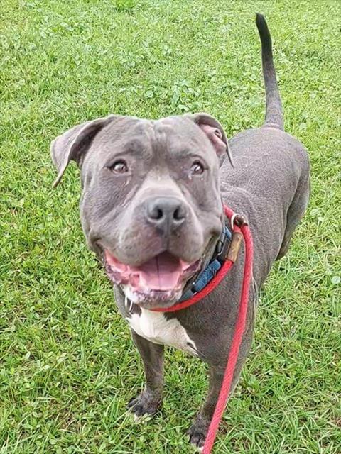 Enlarge TITUS, a Adoptable American Staffordshire Terrier in Fort Lauderdale, FL image 1/1