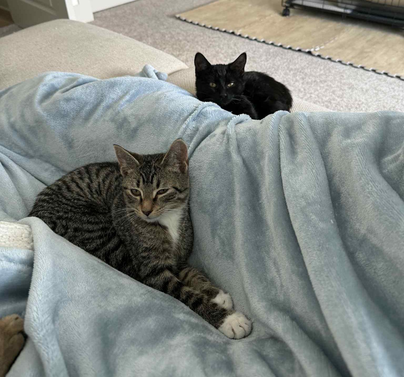 MISO & TOFU, a Adoptable Domestic Short Hair in Bangor, ME image 1/6