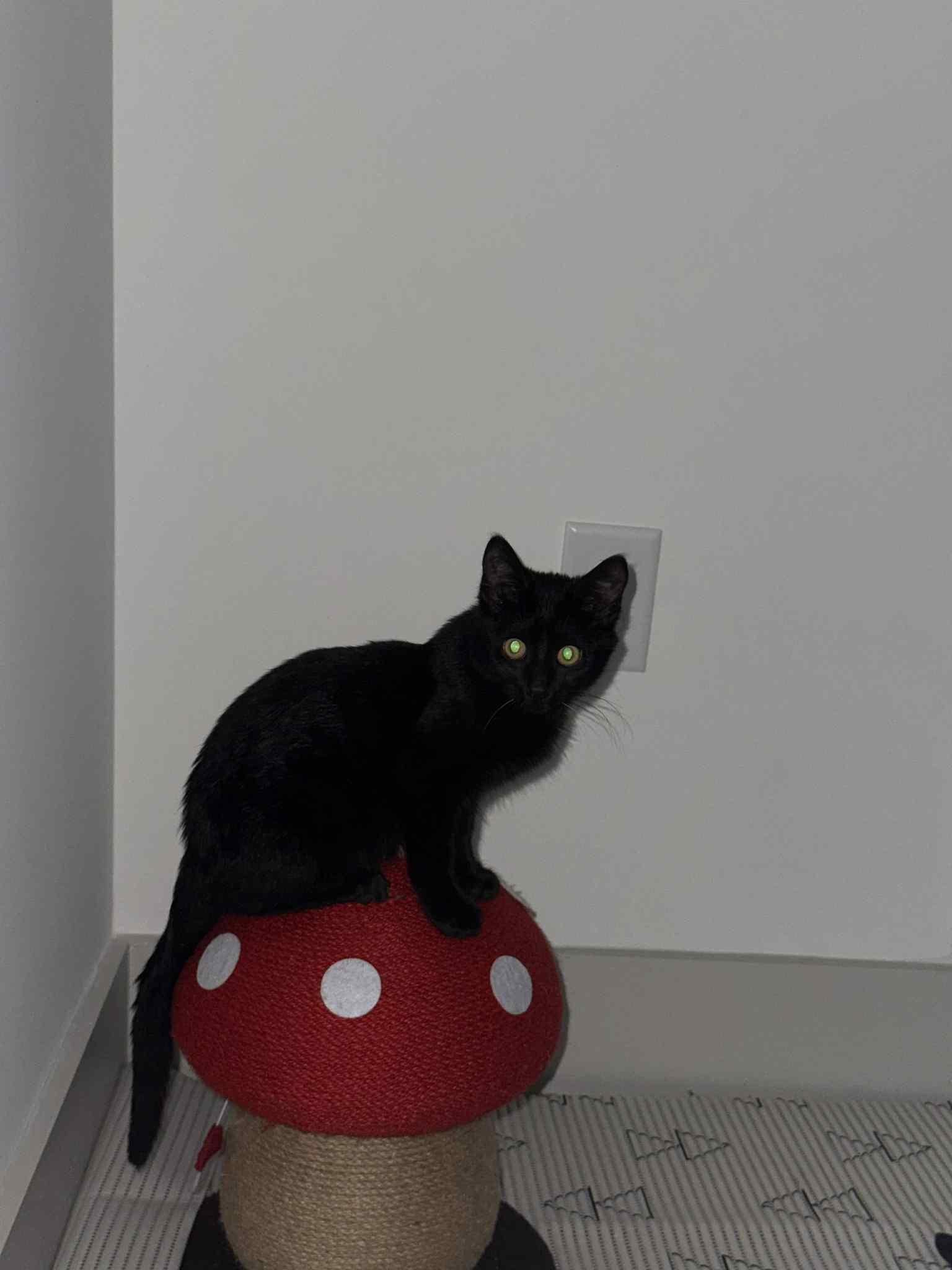 MISO & TOFU, a Adoptable Domestic Short Hair in Bangor, ME image 4/6