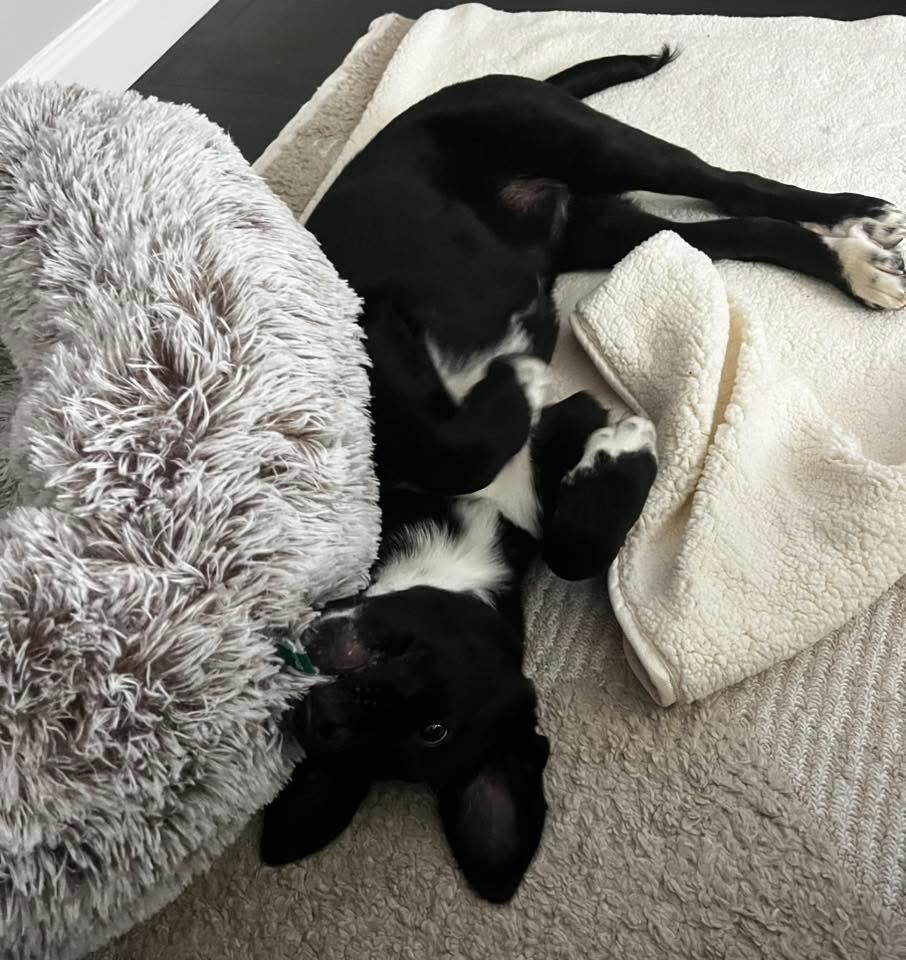 Enlarge Socks, an adopted mixed breed in Johnston , RI image 2/6