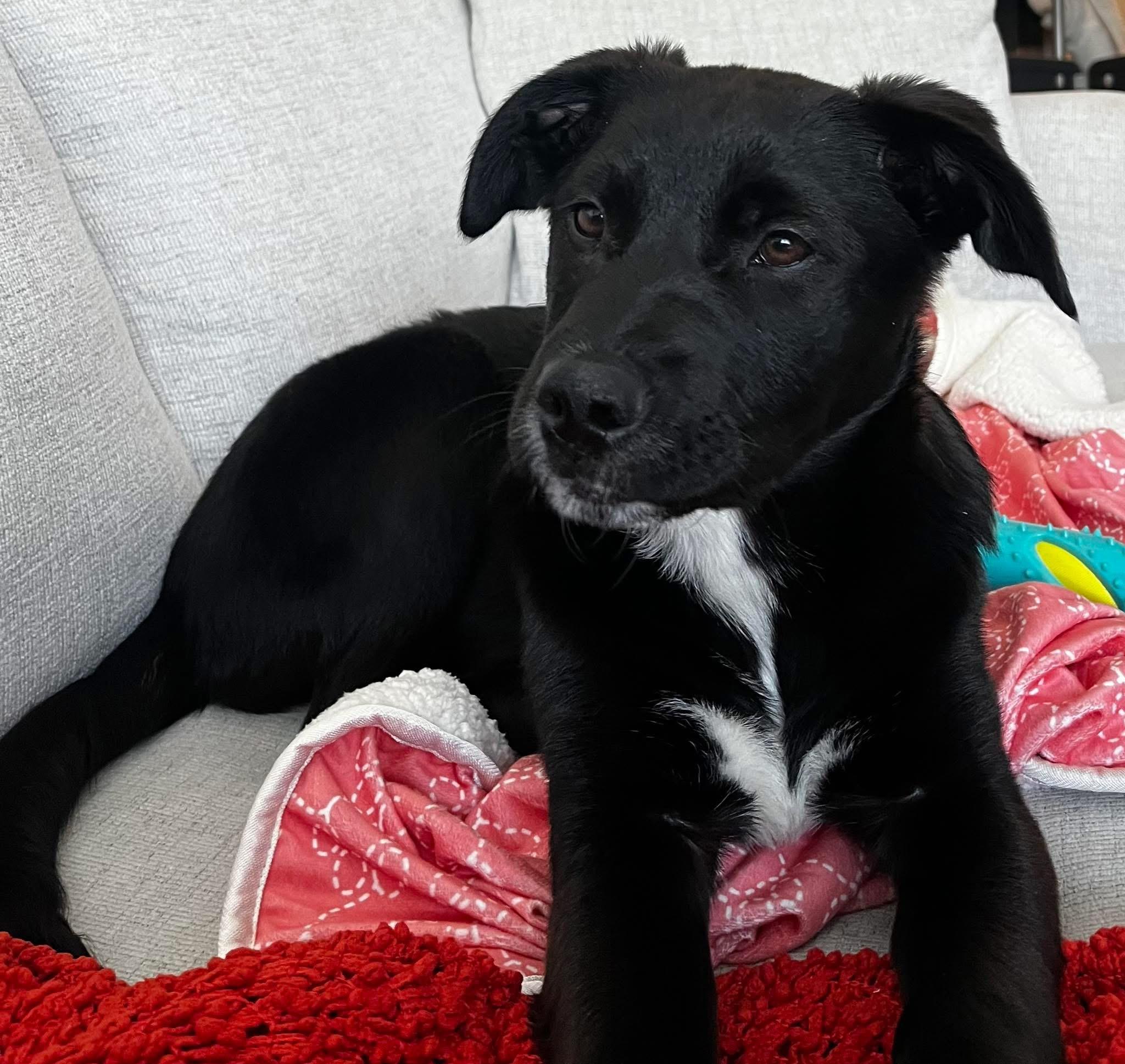 Enlarge Socks, an adopted mixed breed in Johnston , RI image 1/6