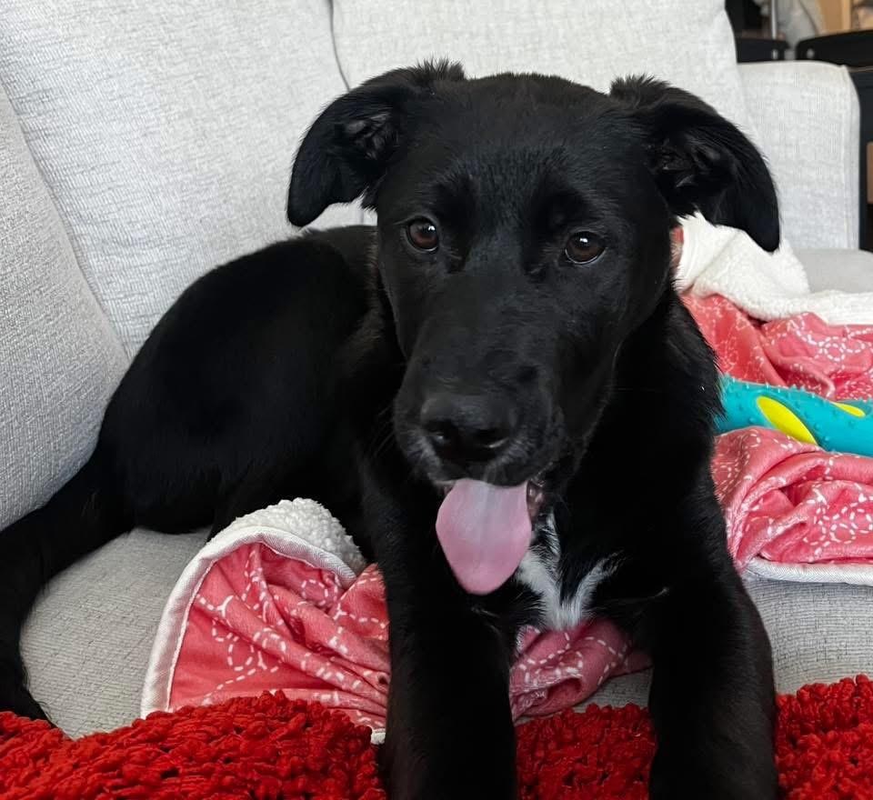 Enlarge Socks, an adopted mixed breed in Johnston , RI image 6/6