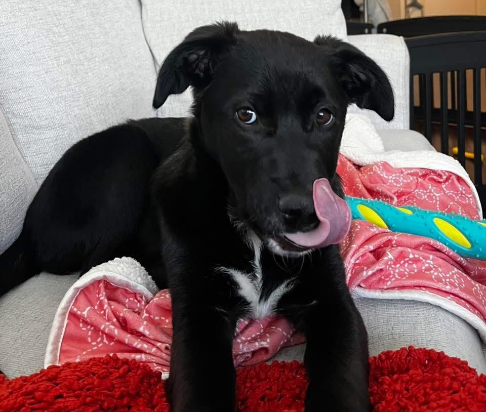 Enlarge Socks, an adopted mixed breed in Johnston , RI image 5/6