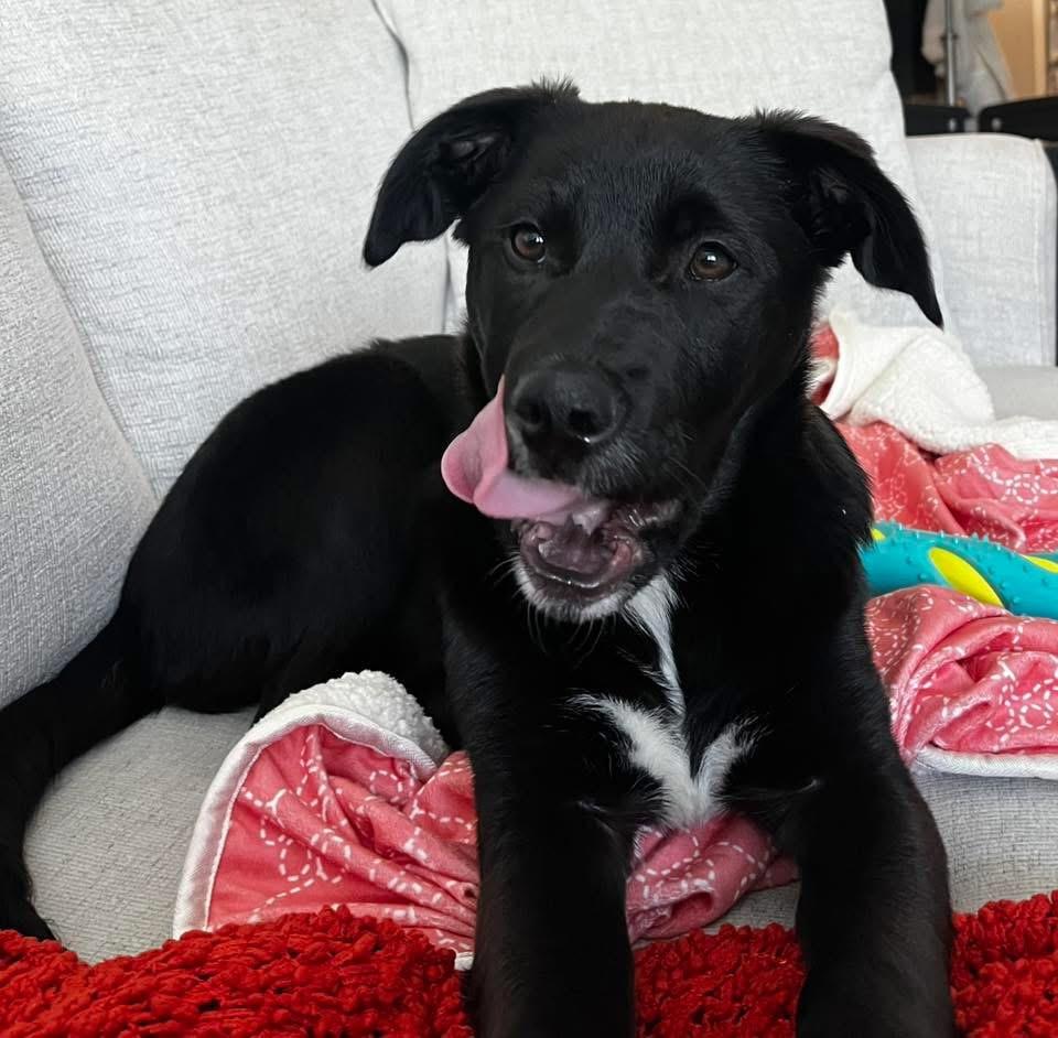 Enlarge Socks, an adopted mixed breed in Johnston , RI image 3/6