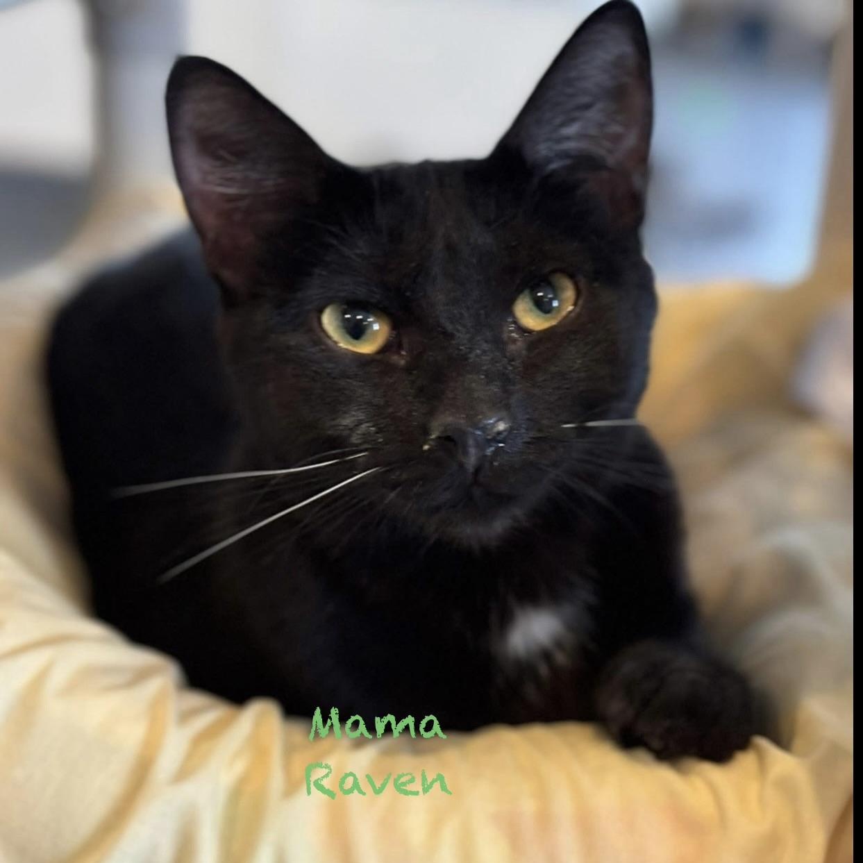 Enlarge Mama Raven, a Adoptable Domestic Short Hair in Palatine, IL image 1/4