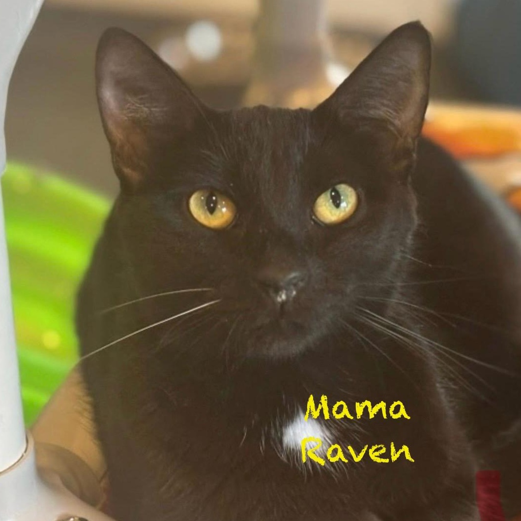 Enlarge Mama Raven, a Adoptable Domestic Short Hair in Palatine, IL image 3/4