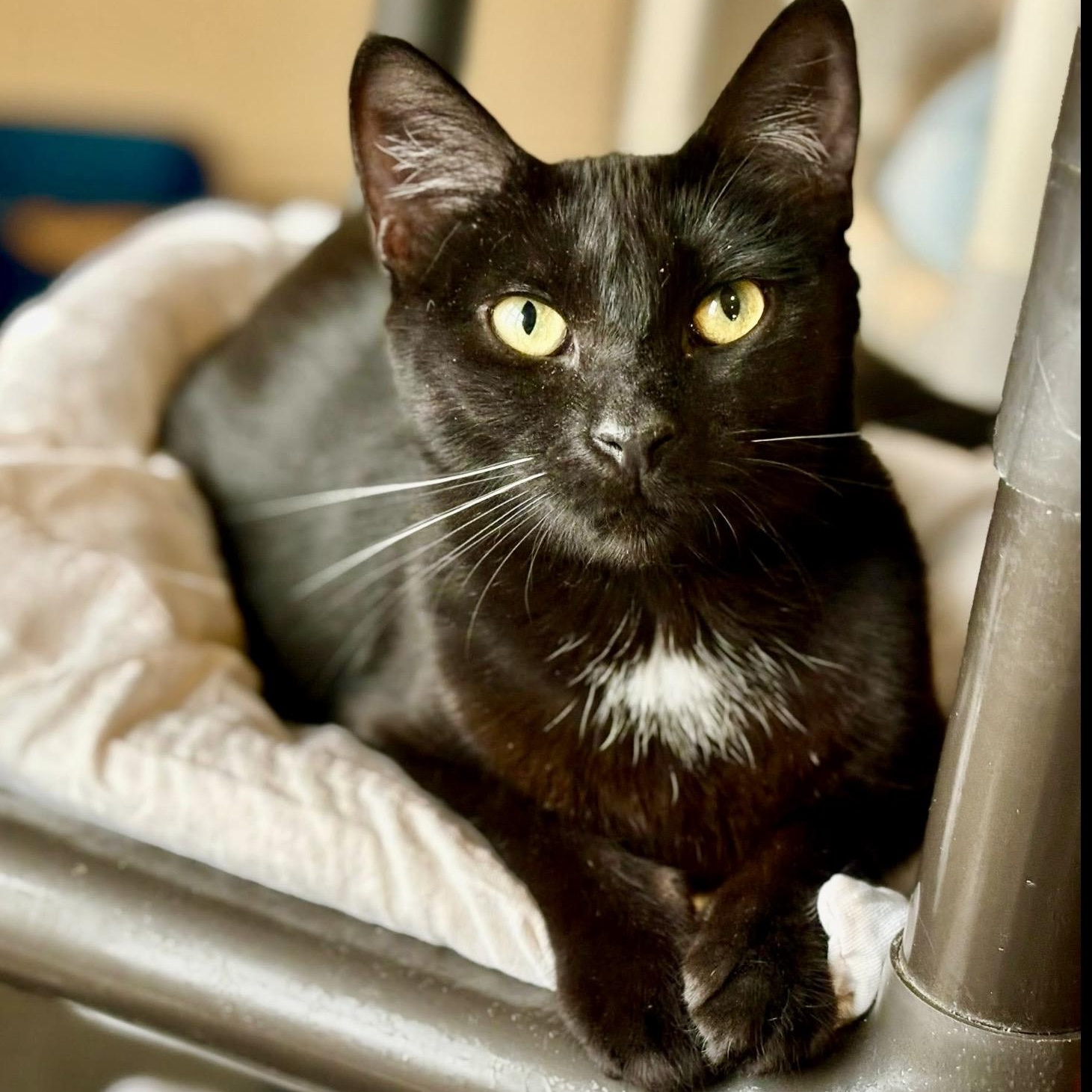 Enlarge Mama Raven, a Adoptable Domestic Short Hair in Palatine, IL image 4/4