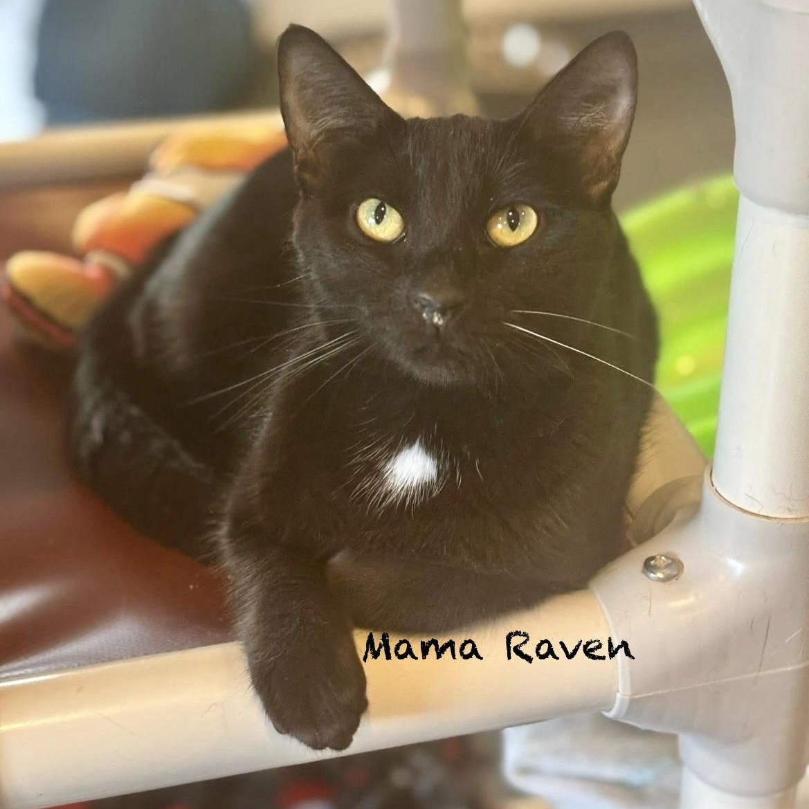 Enlarge Mama Raven, a Adoptable Domestic Short Hair in Palatine, IL image 2/4